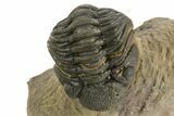 Curled Phacopid (Morocops) Trilobite - Foum Zguid, Morocco #323591-3